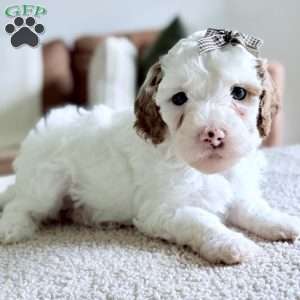 Marshmallow, Mini Goldendoodle Puppy