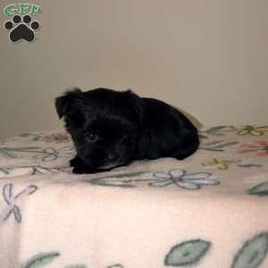 Chloe, Yorkie Puppy