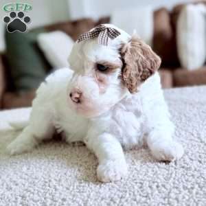 Marshmallow, Mini Goldendoodle Puppy