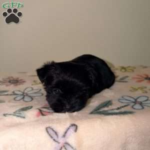 Chloe, Yorkie Puppy