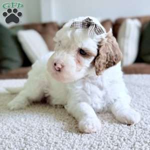 Marshmallow, Mini Goldendoodle Puppy