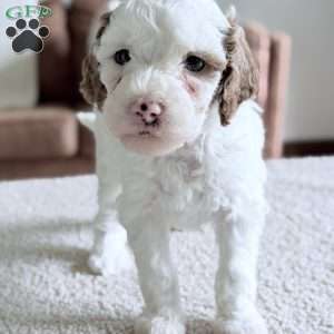 Marshmallow, Mini Goldendoodle Puppy