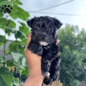 Alana, Yorkie Puppy