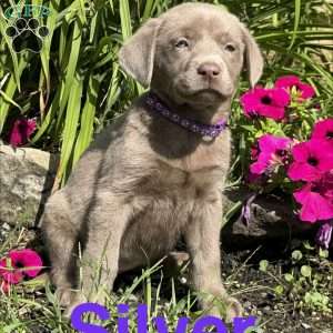 Silver, Silver Labrador Retriever Puppy