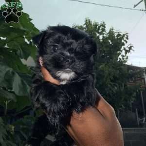 Chloe, Yorkie Puppy