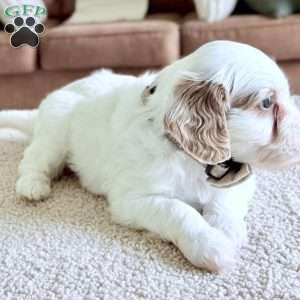 Waffle, Mini Goldendoodle Puppy