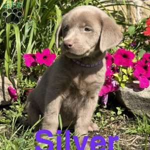 Silver, Silver Labrador Retriever Puppy