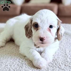 Waffle, Mini Goldendoodle Puppy