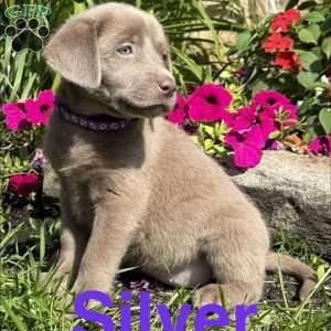 Silver, Silver Labrador Retriever Puppy