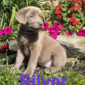 Silver, Silver Labrador Retriever Puppy