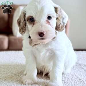 Waffle, Mini Goldendoodle Puppy