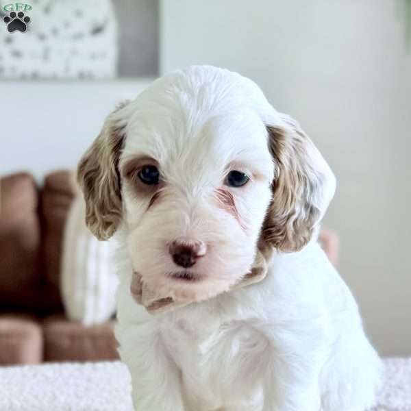 Waffle, Mini Goldendoodle Puppy