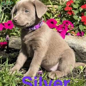 Silver, Silver Labrador Retriever Puppy