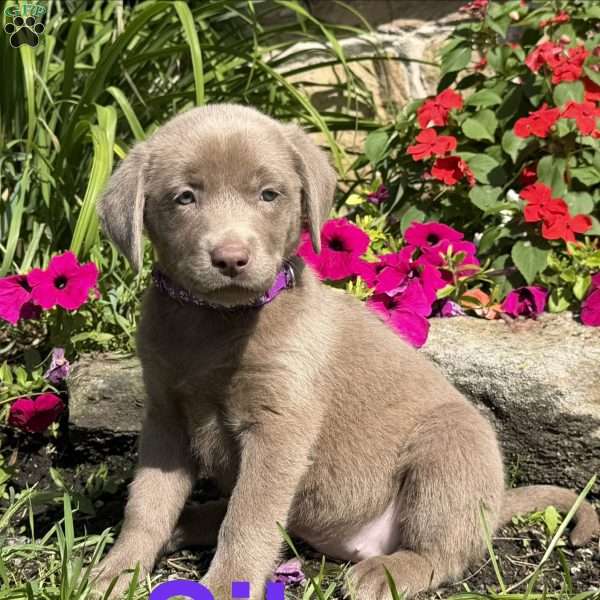 Silver, Silver Labrador Retriever Puppy
