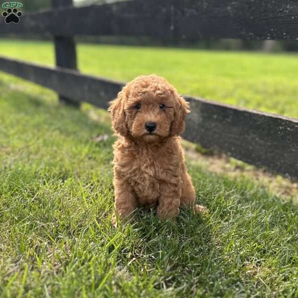 Princess, Mini Goldendoodle Puppy