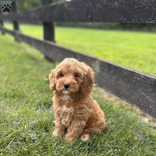 Sunflower, Mini Goldendoodle Puppy