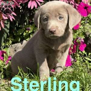 Sterling, Silver Labrador Retriever Puppy