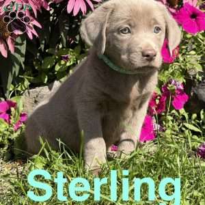Sterling, Silver Labrador Retriever Puppy