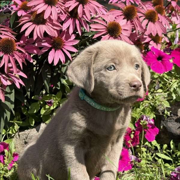 Sterling, Silver Labrador Retriever Puppy