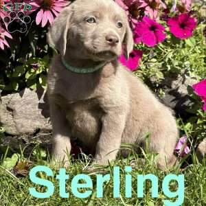 Sterling, Silver Labrador Retriever Puppy