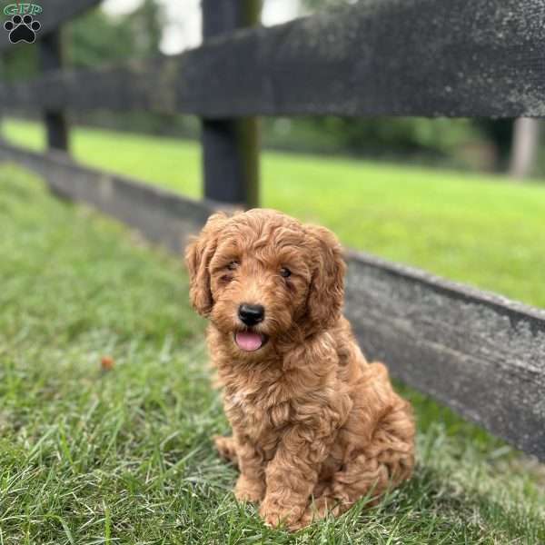 Marshall, Mini Goldendoodle Puppy