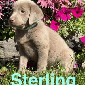 Sterling, Silver Labrador Retriever Puppy