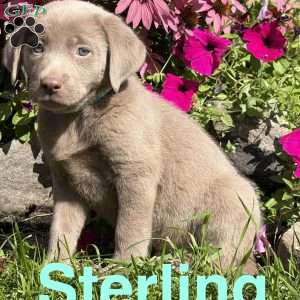 Sterling, Silver Labrador Retriever Puppy