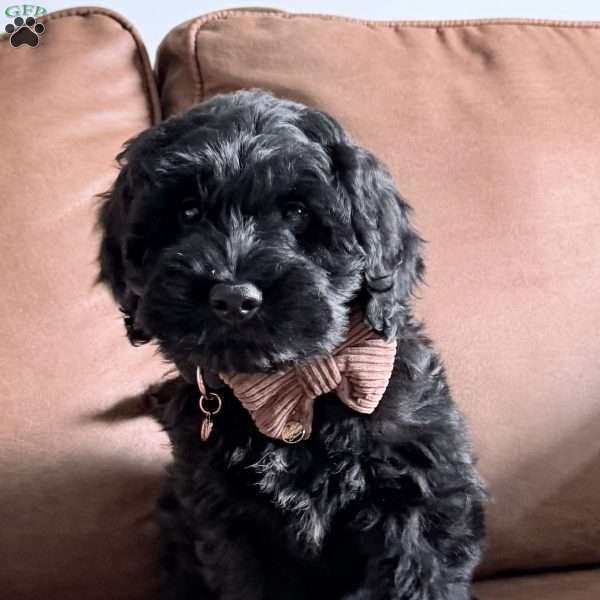 Thumper, Mini Goldendoodle Puppy