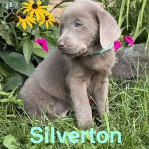 Silverton, Silver Labrador Retriever Puppy