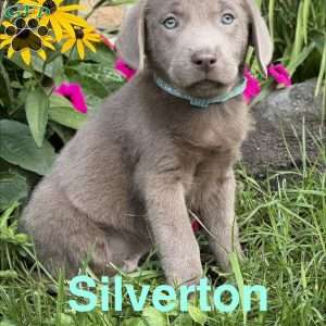 Silverton, Silver Labrador Retriever Puppy