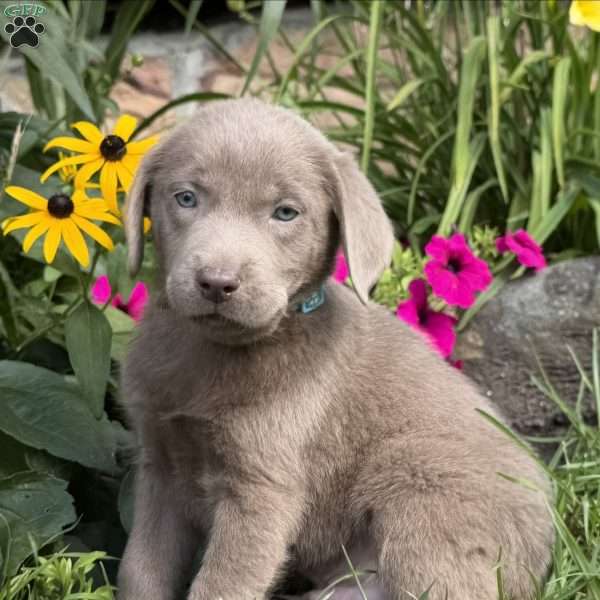Silverton, Silver Labrador Retriever Puppy
