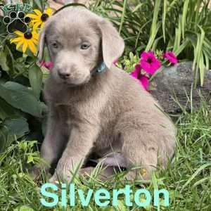 Silverton, Silver Labrador Retriever Puppy