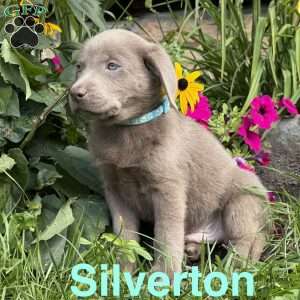 Silverton, Silver Labrador Retriever Puppy