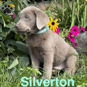 Silverton, Silver Labrador Retriever Puppy