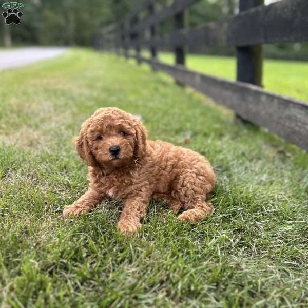 Fluffy, Mini Goldendoodle Puppy