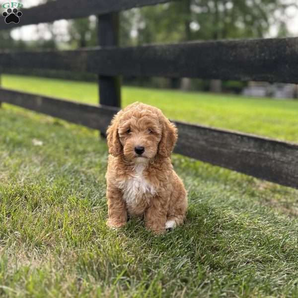 Bruno, Mini Goldendoodle Puppy