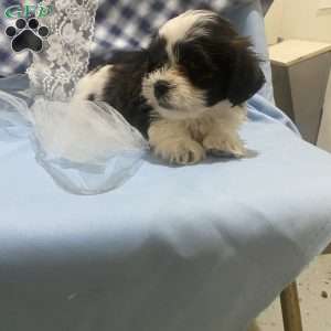 Weston, Bichon Mix Puppy