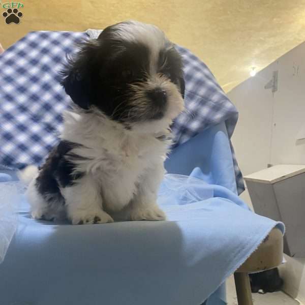 Weston, Bichon Mix Puppy