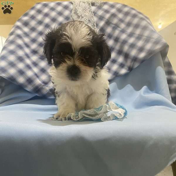 Winston, Bichon Mix Puppy