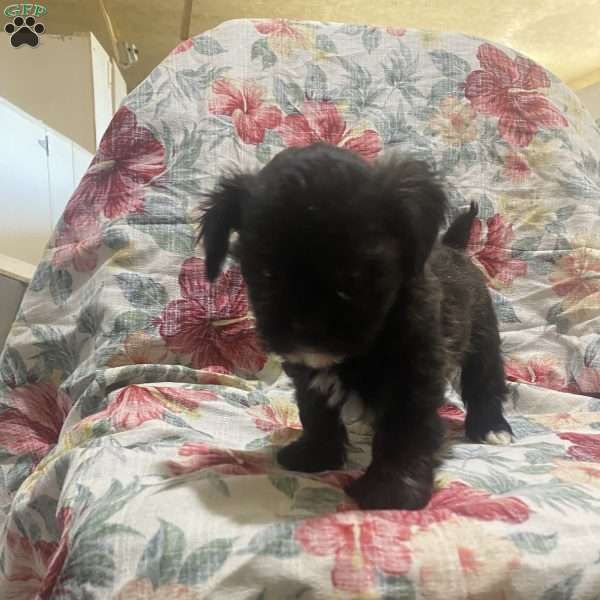 Kaven, Bichon Mix Puppy