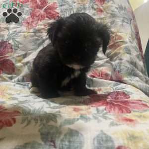 Kaven, Bichon Mix Puppy