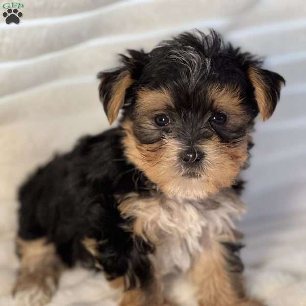Lucas, Morkie / Yorktese Puppy