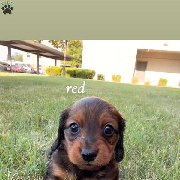 Red, Dachshund Puppy
