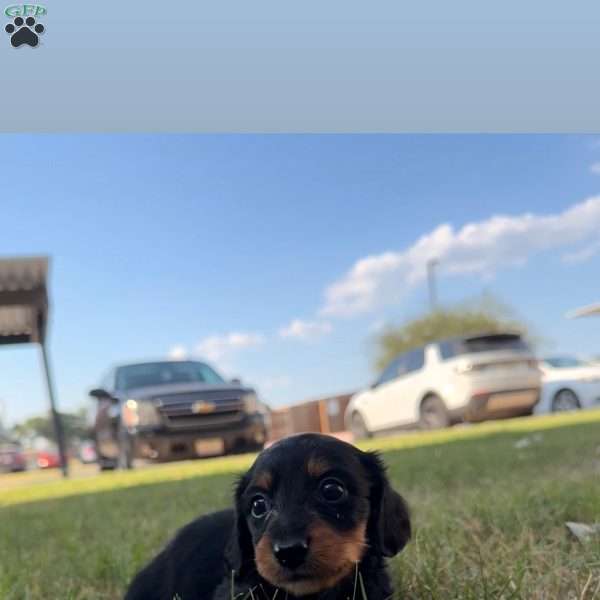 Blue, Dachshund Puppy