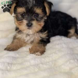 Lucas, Morkie / Yorktese Puppy