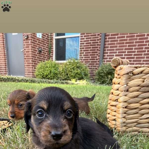 Brown, Dachshund Puppy