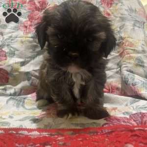 Kadin, Bichon Mix Puppy
