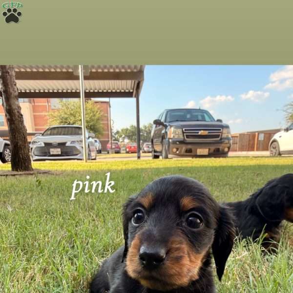 Pink, Dachshund Puppy