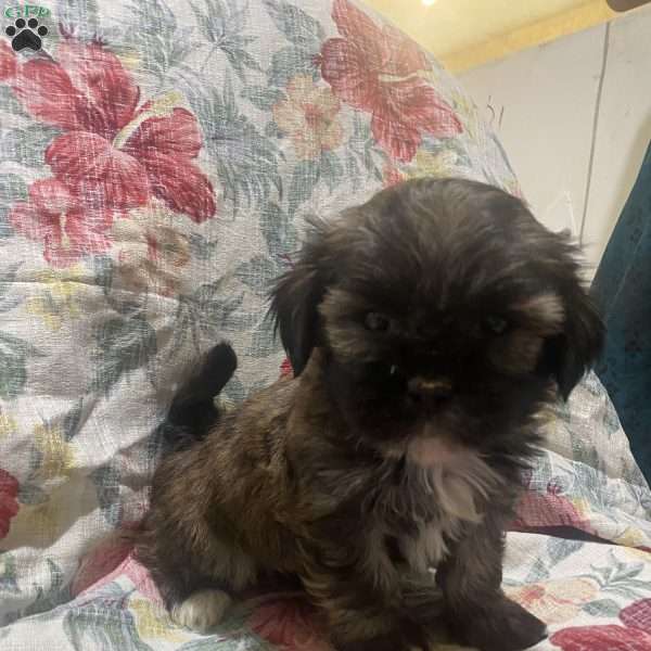 Kadin, Bichon Mix Puppy