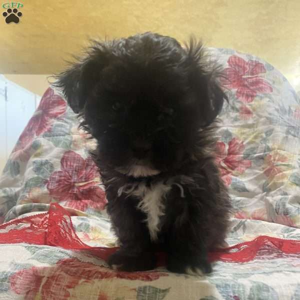 Alex, Bichon Mix Puppy